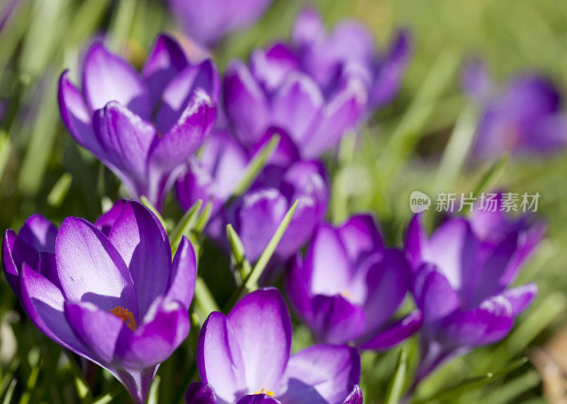 紫色春番红花(C. vernus)在特写